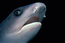 Head of Whitetip reef shark {Triaenodon obesus} Cocos Island, Costa Rica, Pacific Ocea