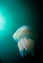 Barrel jellyfish {Rhizostoma octopus} indicating plankton migration, Irish sea.