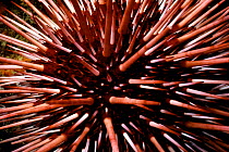 Spines and tubed feet of Red sea urchin {Strongylo- centrotus franciscanus} CA, USA