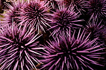 Colony of Purple sea urchin {Strongylocentrotus purpuratus} feeding on kelp, California, USA