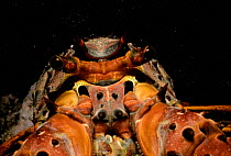 Close up of Californian rock lobster {Panulirus interruptus} California, USA