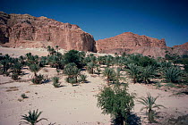 Mountains, sand and palms forming Wadi Firan, Sinai desert, Egypt.