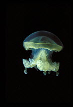 Mastigias jellyfish {Mastigias sp} Jellyfish salt lake, Palau, Micronesia.