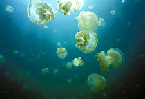 Mastigias jellyfish {Mastigias sp} Jellyfish salt lake, Palau, Micronesia.