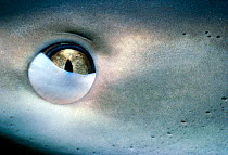 Eye of Caribbean reef shark {Carcharhinus perezi} Bahamas, nictating membrane closing
