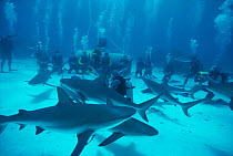Divers watch shark handler feed Caribbean reef sharks {Carcharhinus perezi} Bahamas Model released.