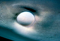 Eye of Caribbean reef shark {Carcharhinus perezi} Bahamas, nictating membrane closed