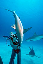 Shark handler holds Caribbean reef shark in a hynotic trance, Bahamas, Model released.