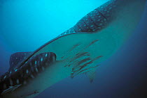 Whale Shark (Rhincodon typus) with Remoras attached to stomach, Western Australia