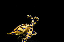 Poisonous Blue-ringed octopus {Hapalochlaena maculosa} jets away at night, Australia