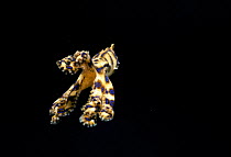 Poisonous Blue-ringed octopus {Hapalochlaena maculosa} jets away at night, Australia