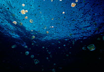 Sea thimble jellyfish {Linuche unguiculata} schooling near surface - Caribbean Sea.