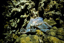 Octopus {Octopus briareus} camouflaged on coral reef, Red Sea.
