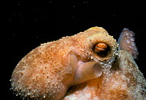 Caribbean reef octopus portrait {Octopus briareus} Grand Cayman Is, Caribbean Sea