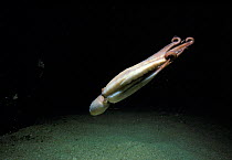Caribbean reef octopus swimming {Octopus briareus} Grand Cayman Is, Caribbean Sea