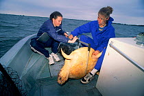 Students measure Loggerhead turtle {Carretta carretta} Caribbean Sea.