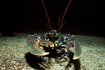 European lobster {Homarus gammarus} in defensive posture Brittany, France