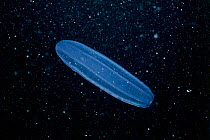 Comb jelly / Ctenophore {Leucothea sp} Brittany, France