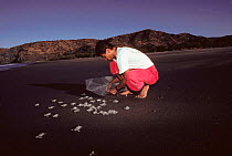 Biologists releases baby Olive ridley turtles {Lepidochelys olivacea} Santa Rosa beach, Costa Rica