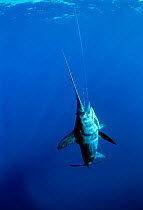 Swordfish {Xiphias gladius} caught on long-line fishing gear, Cocos Is, Costa Rica