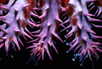 Poisonous spines of Crown-of-thorns starfish {Acanthaster planci} Cocos Is,