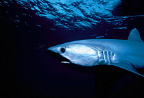 Bigeye thresher shark {Aliopus superciliosus} Cocos Is, Costa Rica, Pacific Ocean.