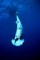 Scalloped hammerhead shark (Sphryna lewini) finned alive and thrown overboard to drown,