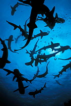Whitetip reef sharks {Triaenodon obesus} follow scent trail in water, Cocos Is Costa Rica