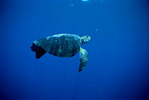 Hawksbill turtle {Eretmochelys imbricata} hooked on long-line shark fishing gear