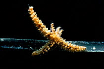 Spiny Starfish (Coscinasterias tenuispina) regenerates lost arms, Italy,