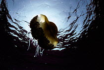 Fried egg jellyfish {Cotylorhiza tuberculata} in open ocean, Italy, Mediterranean