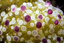 Stinging nematocysts on Fried egg jellyfish, Italy {Cotylorhiza tuberculata}