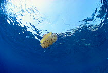Fried egg jellyfish {Cotylorhiza tuberculata} in open ocean, Italy, Mediterranean