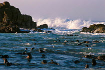 Sealions {Neophoca cinerea} playing in kelp at surface, Dyer Island, South Africa.