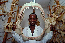 Upper jaw + teeth of 6m Great White Shark (Carcharodon carcharias) Natal, South Africa Model released.