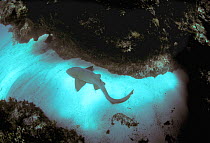 Nurse shark {Ginglymostoma cirratum} rests on seabed, Bahamas, Caribbean Sea.