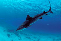 Tiger shark {Galeocerdo cuvier} Red Sea