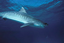 Tiger shark {Galeocerdo cuvier} turns to display stripes, aggression, Red Sea.