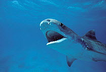 Tiger shark {Galeocerdo cuvier} mouth open in aggressive display, Red Sea.