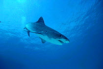 Tiger shark {Galeocerdo cuvier} Red Sea