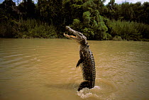 Saltwater crocodile {Crocodylus porosus} jumping, Adelaide River, Australia