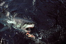 Great white shark {Carcharodon carcharias} turns toward bait meat, S Australia