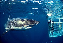 Great white shark inspects divers cage {Carcharodon carcharias} South Australia Model released.