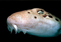 Epaulette shark {Hemiscylium ocellatum} Indian ocean, Australia