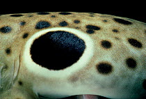 Close up of skin of Epaulette shark {Hemiscylium ocellatum} Australia