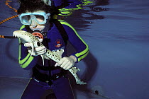 Diver examines Epaulette shark {Hemiscylium ocellatum} Ocean World, Manly, Australia. Model released.