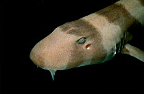 Bamboo shark {Chiloscyllium punctatum} Western Australia