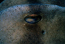 Eye of Port Jackson shark {Heterodontus portjacksoni} South Australia Great Australian