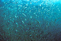 Indian anchovy {Stolephorus indicus} form a bait school, Ningaloo Reef, West Australia