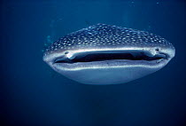 Mouth of approaching Whale shark {Rhincodon typus} Ningaloo Reef, West Australia